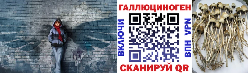 Псилоцибиновые грибы GOLDEN TEACHER  цена   Липецк 